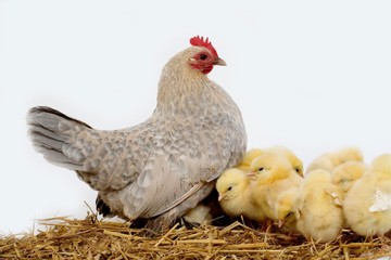 Barbu D'Uccle Domestic Chicken, Breed from Belgium, Hen and Chicks against White Background