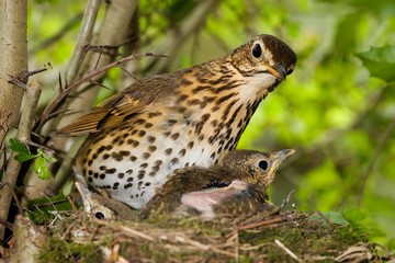 Song Thrush, turdus philomelos, Adult with Chicks at Nest, Normandy