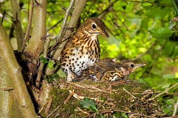 Song Thrush, turdus philomelos, Adult with Chicks at Nest, Normandy