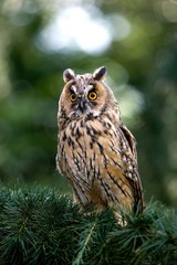 Long-Eared Owl, asio otus, Adult standing on Branch, Normandy