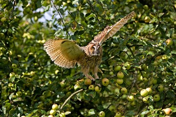 Fototapeta na wymiar Long-Eared Owl, asio otus, Adult in flight, Taking off from Apple Tree, Normandy