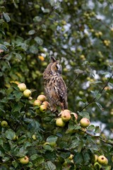 Long-Eared Owl, asio otus, Adult standing on Appel Tree's Branch, Normandy