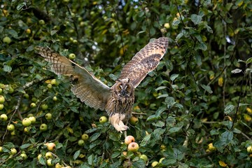 Long-Eared Owl, asio otus, Adult in flight, Taking off from Apple Tree, Normandy