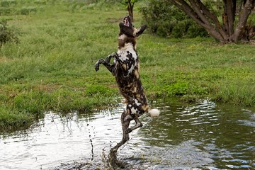 Naklejka na ściany i meble African Wild Dog, lycaon pictus, Adult at Water Hole, trying to Catch Bird, Namibia