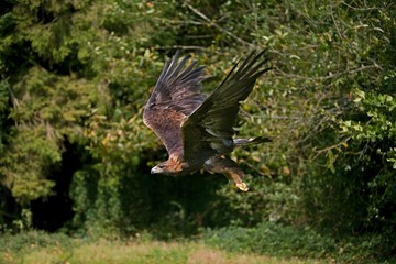 Golden Eagle, aquila chrysaetos, Adult in Flight
