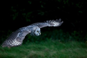 Great Grey Owl, strix nebulosa, Adult in Flight