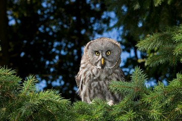 Great Grey Owl, strix nebulosa, Adult