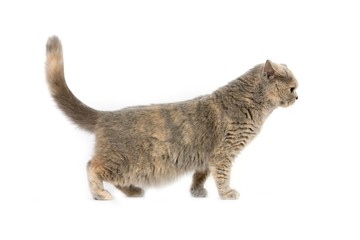 Fototapeta na wymiar Blue Cream British Shorthair Domestic Cat, Female standing against White Background
