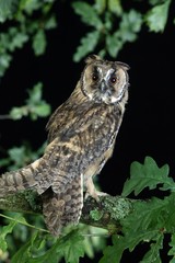 Long-Eared Owl, asio otus, Adult standing on Branch, Normandy