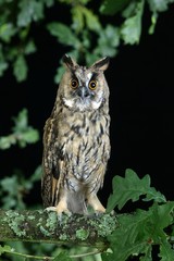 Long-Eared Owl, asio otus, Adult standing on Branch, Normandy