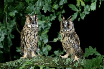 Long-Eared Owl, asio otus, Adults standing on Branch, Normandy