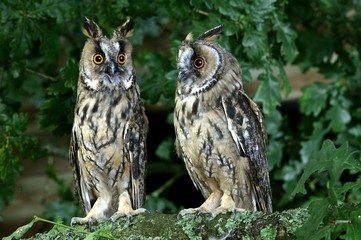 Long-Eared Owl, asio otus, Adults standing on Branch, Normandy
