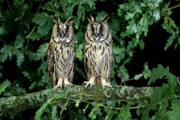 Long-Eared Owl, asio otus, Adults standing on Branch, Normandy