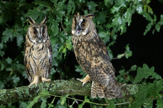 Long-Eared Owl, asio otus, Adults standing on Branch, Normandy