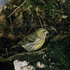 European Serin, serinus serinus, Adult