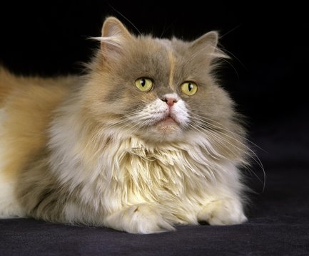 Tricolor Persian Domestic Cat laying against Black Background