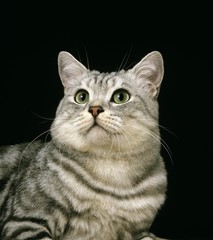 Silver Tabby Domestic Cat against Black Background
