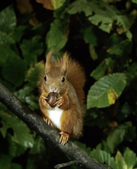 Naklejka na ściany i meble Red Squirrel, sciurus vulgaris, Male eating Chestnut