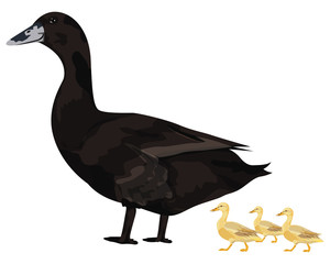 isolated duck on white background vector design