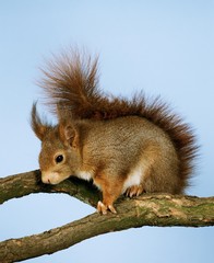 Red Squirrel, sciurus vulgaris, Male standing on Branch