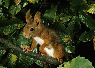 Naklejka na ściany i meble Red Squirrel, sciurus vulgaris, Adult standing on Branch