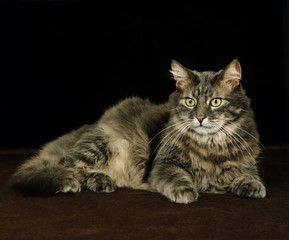 Fototapeta na wymiar Skogkatt Domestic Cat laying against Black Background