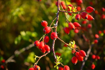 róża,owoc,Rosa canina,dzika róża © Marcin Łazarczyk