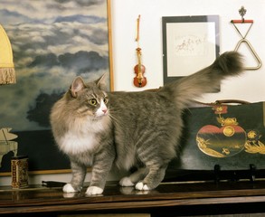 Skogkatt Domestic Cat