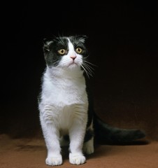 Scottish Fold Domestic Cat against Black Background