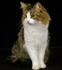 Skogkatt Domestic Cat sitting against Black Background