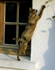 Domestic Cat playing at Window