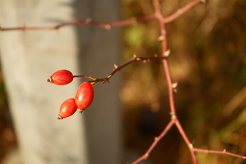 róża,owoc,Rosa canina,dzika róża © Marcin Łazarczyk