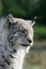European Lynx, felis lynx, Portrait of Adult