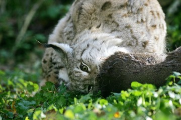 European Lynx, felis lynx, Adult with a Kill, a Roe Deer