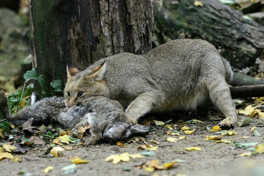 Jungle Cat, felis chaus, Adult with a Kill, a Wild Rabbit