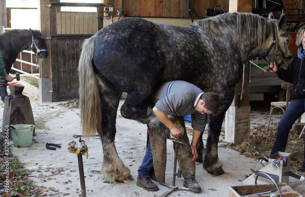 Wall mural Blacksmith and Percheron, Scraping Hoof