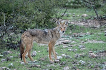 Naklejka na ściany i meble Coyote con pelo de verano en el desierto mexicano