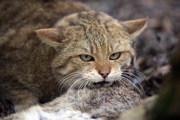 European Wildcat, felis silvestris, Killing a Wild Rabbit