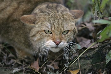 Naklejka na ściany i meble European Wildcat, felis silvestris, Portrait of Adult