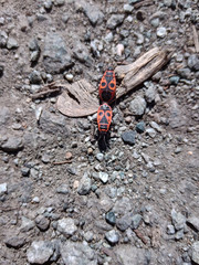 Insect bugs to Soldier have merged together and move along the path in the park in search of food.