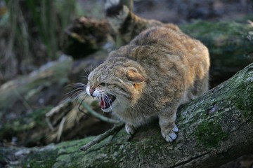 European Wildcat, felis silvestris, Adult Snarling