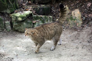 European Wildcat, felis silvestris, Adult