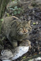 Naklejka na ściany i meble European Wildcat, felis silvestris, Killing a Wild Rabbit