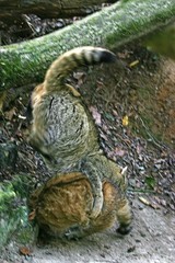 European Wildcat, felis silvestris, Adults Fighting