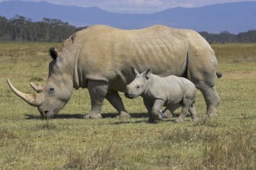 White Rhinoceros, ceratotherium simum, Mother and Calf, Nakuru Park in Kenya