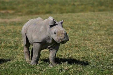 Obraz premium White Rhinoceros, ceratotherium simum, Calf, Nakuru Park in Kenya