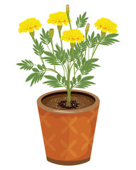 marigold flower in pot vector design