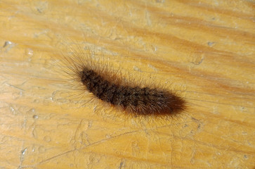 A large, fluffy, shaggy, black and brown caterpillar crawls on an old yellow table.