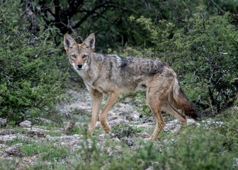 Coyote con pelo de verano en el desierto mexicano