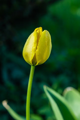 Bright yellow tulip blossom in spring garden